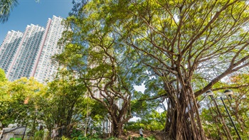 公園裏有一些屬原生品種的榕樹，樹冠闊大，有助於屏蔽鄰近的高層住宅。